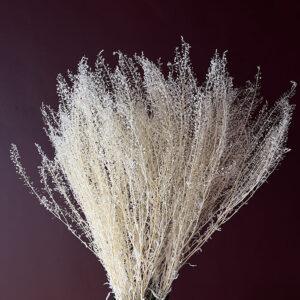 Lepidium sativa. White, Dried (Pennycress) up to 70cm