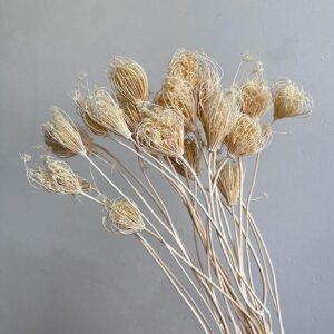 Ammi Majus, Dried Seed Heads, Bleached White