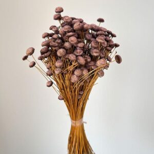 Botao Buttons, Mini, Pale Mauve, Dried, (Amarelino) 100g up to 35cm