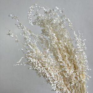 Briza salino, White, Dried (Little Quaking Grass) 50-70cm
