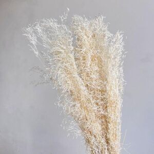 Munni Grass, White, Dried, 55-70cm