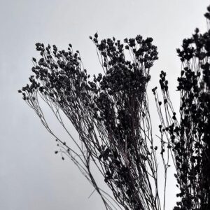 Broom Bloom, Black, Dried, 60cm
