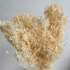 Broom Bloom, Bleached Creamy White, Dried, 50cm