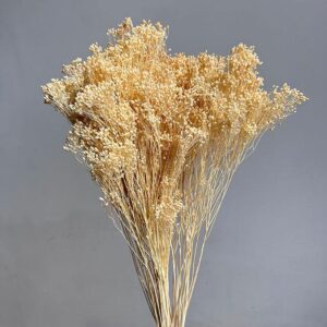 Broom Bloom, Bleached Ecru, Dried, 55cm