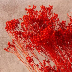 Broom Bloom, Bright Orange, Dried, 55cm