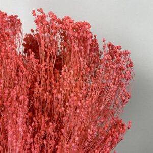 Broom Bloom, Neon Pink, Dried, 50cm