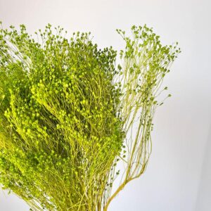 Broom Bloom, Wasabi Green, Dried, 50cm