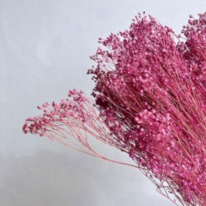 Broom Bloom, Mauve Pink, Dried, 55cm