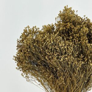 Broom Bloom, Natural Golden Brown, Dried, 50cm