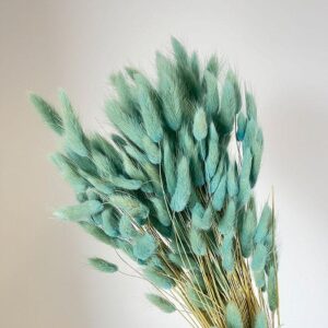 Lagurus Grass, Pale Aqua Blue, Dried (Bunny Tails) 60-70cm 100g