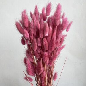 Lagurus Grass, Dusky Magenta Pink, Dried (Bunny Tails) 50-70cm 100g