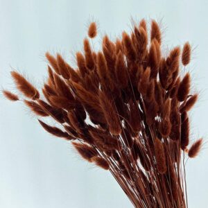 Lagurus Grass, Brown, Dried (Bunny Tails) 50-70cm 100g
