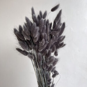 Lagurus Grass, Dark Grey, Dried (Bunny Tails) 50-70cm 100g