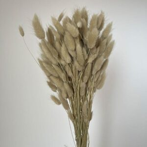 Lagurus Grass, Dove Grey, Dried (Bunny Tails) 50-70cm 100g