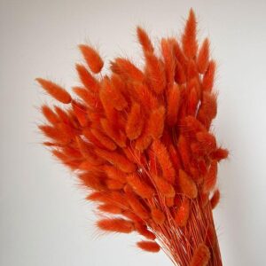 Lagurus Grass, Deep Orange, Dried (Bunny Tails) 50-70cm 100g