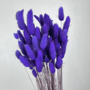 Lagurus Grass, Deep Purple, Dried (Bunny Tails) 50g 60cm