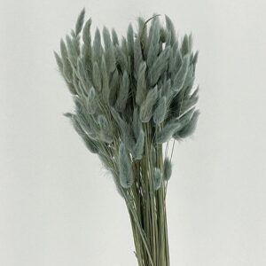 Lagurus Grass, Dusky Blue Grey, Dried (Bunny Tails) 50-70cm 100g
