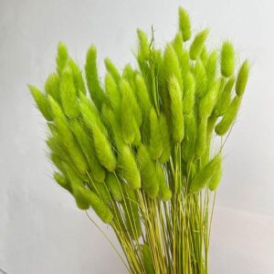 Lagurus Grass, Lime Green, Dried (Bunny Tails) 50-70cm 100g