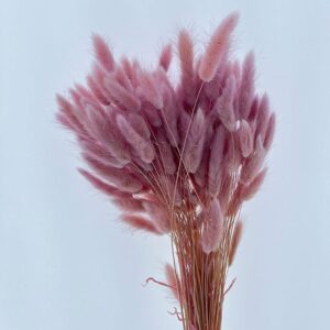 Lagurus Grass, Pink Lilac Tones, Dried (Bunny Tails) 50-70cm 100g
