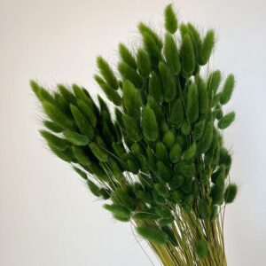 Lagurus Grass, Moss Green, Dried (Bunny Tails) 50-70cm 100g