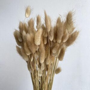 Lagurus Grass, Natural Light Brown, Dried (Bunny Tails) ~ BOX DEAL