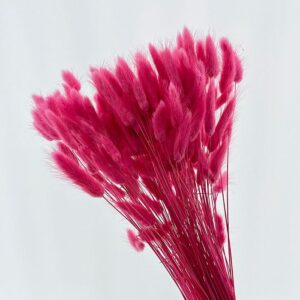 Lagurus Grass, Cyclamen Pink, Dried (Bunny Tails) 50-70cm 100g