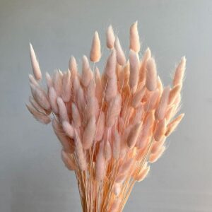 Lagurus Grass, Blush Pink, Dried (Bunny Tails) 50-70cm 100g