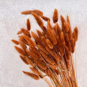Lagurus Grass, Rusty Brown, Dried (Bunny Tails) 50-70cm 100g