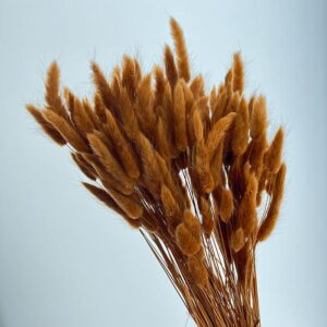 Lagurus Grass, Teddy Bear Brown, Dried (Bunny Tails) 50-70cm 100g