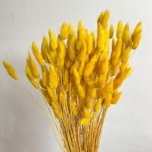 Lagurus Grass, Warm Yellow, Dried (Bunny Tails) 60-70cm 100g