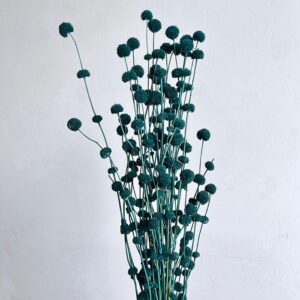 Button Flower, Deep Aqua Blue, Dried (Hyptis) 50-70cm