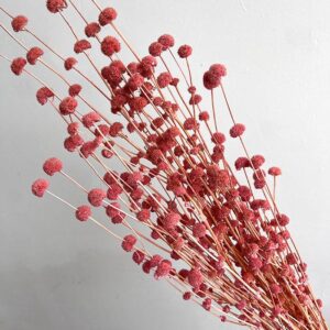 Button Flower, Dusky Pink, Dried (Hyptis) 50-70cm