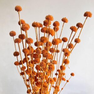 Button Flower, Orange, Dried (Hyptis) 50-70cm
