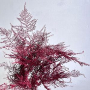 Cascading Lace Ferns, Burgundy Red, Dried (Asparagus setaceus) 45cm