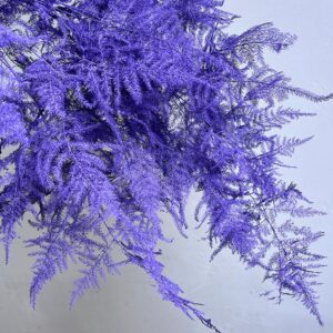 Cascading Lace Ferns, Deep Lilac, Dried (Asparagus setaceus) approx 65cm