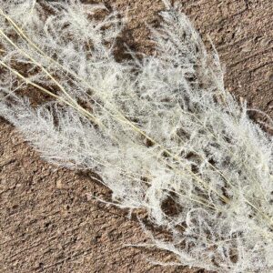 Cascading Lace Ferns, Bleached White, Preserved (Asparagus setaceus) up to 110cm