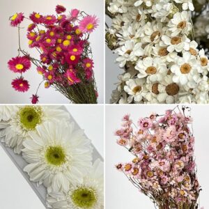 Daisy Flowers