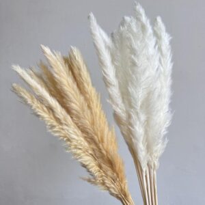 Mini Pampas (Tail Reeds)