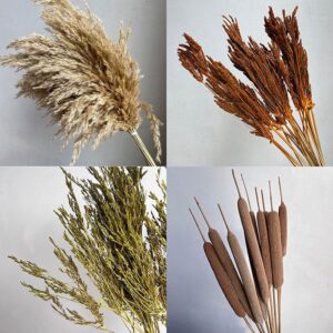 Sedges ~ Reeds
