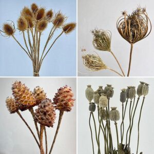 Seed Pods ~ Seed Heads