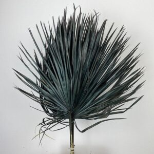 Chamaerops Palm Leaf, Jade Black, Dried, 75-85cm
