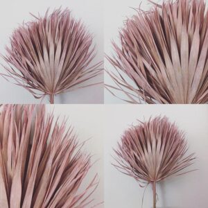 Dried Palms
