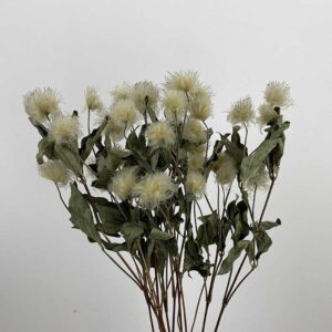 Various Seed Heads