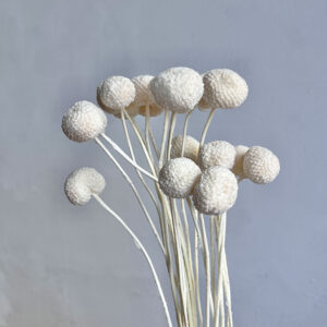 Craspedia, White, Preserved (Billy Buttons) Large to XL, 60cm