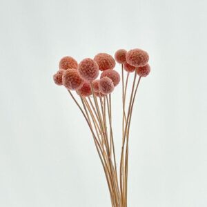 Craspedia, Pale Pink, Dried (Billy Buttons) Small to Large, 60cm