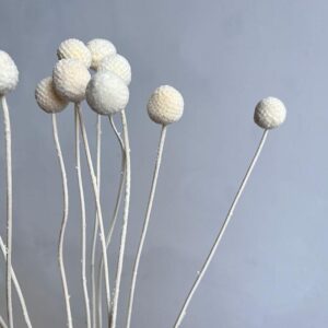 Craspedia, White, Preserved (Billy Buttons) Small, 50cm