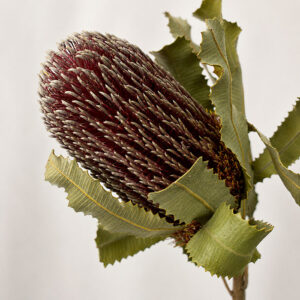 Banksia Menziessii, Natural Pink, Dried, 30-40cm