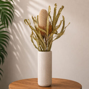 Banksia Prionotes, Natural Ivory to Light Brown, Dried, 25-45cm