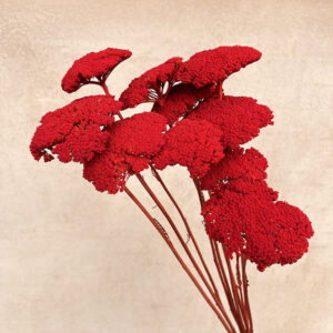 Achillea Parker, Burnt Orange, Dried (Yarrow) 65cm