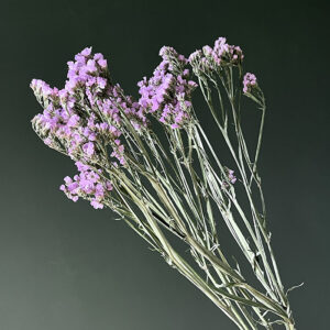 Statice sinuata, Natural Lavender Lilac, Dried, 70cm